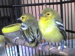 #suarapikatburung kecilsuara pikat burung kutilangsuara #pikatburungprenjaksuara #pikatburungcibleksuara #pikatburungkolibrisuara pikat burung sirtusuara pik. Tips Memilih Burung Cipoh Bakalan Yang Bagus
