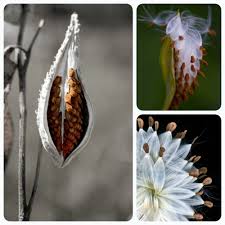 Save The Monarch Plant A Milkweed Milkweed Milkweed Seeds Seed Pods