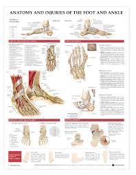 Anatomy And Injuries Of The Foot And Ankle Anatomical Chart Anatomy Models And Anatomical Charts
