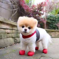 kirmizi patiklerini sevsinler senin boo and buddy boo the dog world cutest dog