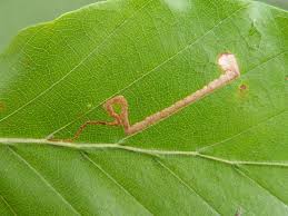 Image result for Stigmella tityrella