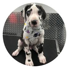 Some petting zoos offer goats, pigs, and bunnies, and others offer. Mobile Pet Grooming Pembroke Pines Mobile Dog Grooming Pembroke Pines