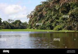 Image result for Raphia sese