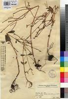 Image result for Aeollanthus pubescens