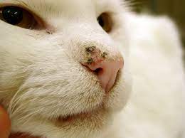 People of all ages get skin cancer. Some Dogs And Cats Prone To Sunburn How To Protect Your Animal From Skin Damage