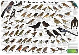 Mit ihr lassen sich heimische vögel. Poster Einheimische Gartenvogel Vogel Bestimmen Kinderpostershop