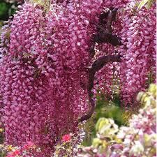 Growing to 9 m (30 ft), it is a woody, deciduous twining climber. Wisteria Pink Japanese Emerald Gardens Nursery
