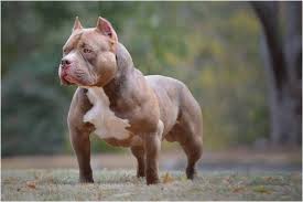Pin On Bully Breeds