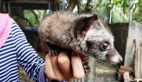 Musang adalah nama umum bagi sekelompok mamalia pemangsa (bangsa karnivora) dari suku viverridae. Panduan Dasar Cara Merawat Musang Lengkap Untuk Pemula
