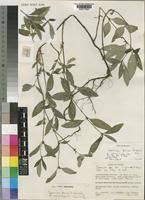 Image result for Spermacoce princeae