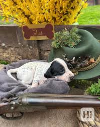 Image result for auvergneský ohař