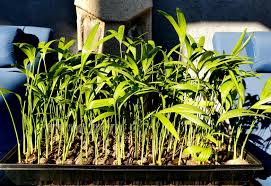 Image result for Chamaedorea radicalis