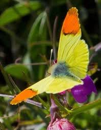 Black And Yellow Striped Caterpillar Georgia Pin By Carmen Lancour On Butterfly Painting Moth Beautiful Butterflies Butterfly