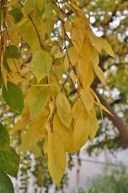 Image result for Celtis sinensis