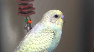 Discussion starter · #1 · aug 19, 2009. Grey Parakeet Budgie Budgie Colors And Mutations