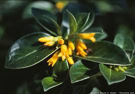 Image result for Loganiaceae