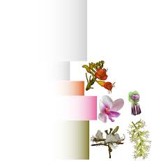 Image result for Dichilus lebeckioides