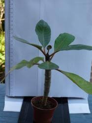 Die wechselständig oder spiralig, meist gehäuft an den zweigspitzen angeordneten laubblätter sind derb und gestielt. Plumeria Frangipani Pagodenbaum Tempelbaum Jasminbaum Kannst Du Hier Ganz Einfach Tauschen Tauschgarten De Deine Tauschborse Im Internet Seit 2005