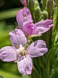 Image result for Epilobium