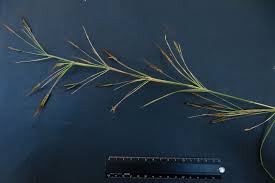 Image result for Hyparrhenia anamesa