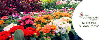 Vivero La Mariposa Home Facebook