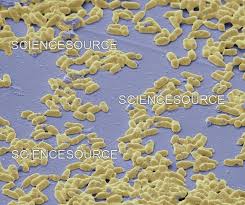 Image result for Corynebacterium