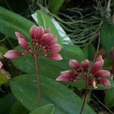 Image result for Bulbophyllum oreonastes