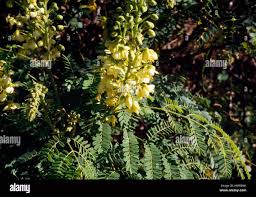 Image result for Caesalpinia decapetala