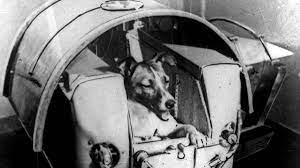 Chaque mois dans i love english world, retrouvez the big question… et sa réponse ! Chiens Chats Singes Poissons Les Animaux Et L Espace Une Histoire Qui Finit Mal En General