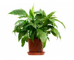 We did not find results for: Five Reasons Your Houseplants Die And How To Save Them Out Front
