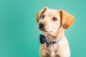 Maybe you would like to learn more about one of these? 45 Boy Dog Names Because All Boys Are Good Boys