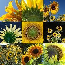 Upward Light Of The Sunflower Sunflowers And Daisies Beautiful Flowers Flower Field