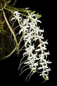 Image result for Mystacidium