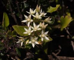 Image result for Crassula alticola