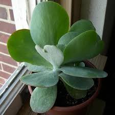 Silver Plate Kalanchoe Paddle Plant Plants Mother In Law Plant