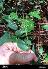 Image result for Panicum brevifolium