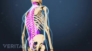 There are five muscles that make up thoracic cage; Spinal Anatomy And Back Pain