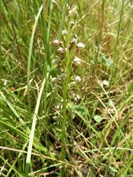 Image result for Brachycorythis inhambanensis