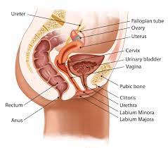 Female Anatomy: Labeled Diagrams (Inside and Outside)