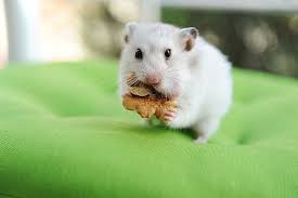 Hamster