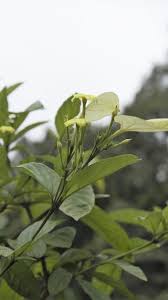 Image result for Pseudomussaenda