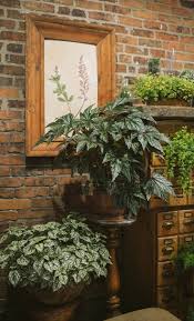 Proven Accents Pegasus Begonia Hybrid Potted Plants Patio Begonia Plants