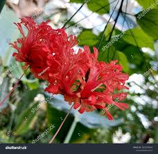 Image result for Hibiscus schizopetalus