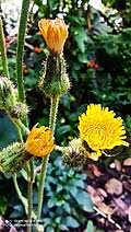 Image result for Sonchus dregeanus