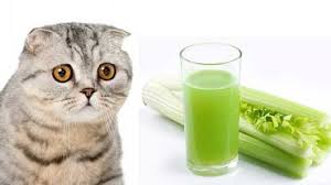 Cats · 1 decade ago. Can Cats Eat Celery A Complete Guide To Celery For Cats