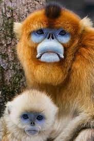 Pin By Karis Nightray On Animals And Pets Cute Animals Animals Beautiful Weird Animals