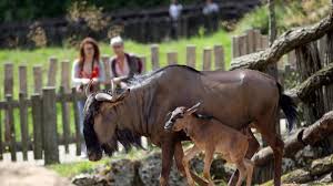 Pour jouer en famille : Bebes Animaux A Beauval Ils Sont Trop Chou