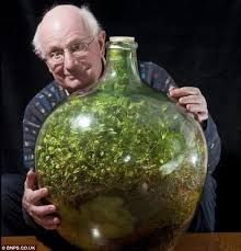 The Fern Mossery Bottle Garden Large Glass Bottle Garden Terrarium