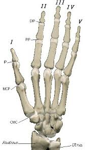 I end up going all the way and scultped this human skeleton with as much detail as i could. 2 The Hand Bones And Joints Dorsal View Download Scientific Diagram