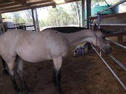 Horses with roan coats have white hairs evenly intermingled throughout any other color. One Roan Peptos Buckskin Roan Filly By One Roan Peptos Facebook